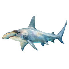 Fototapeta premium Hammerhead Shark watercolor artwork, high-quality professional vector illustration isolated on a white background.