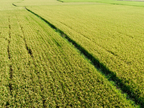Aerial View of Paddy Field from Dongshan Township, Yilan, Taiwan.