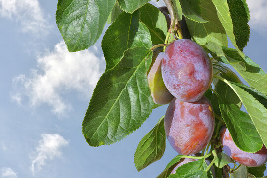 reife Pflaumen am Baum