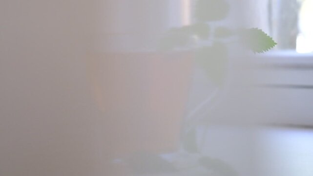 Cup of tea, decoction with stinging nettle. Light breezy curtain blowing in the wind creating cozy atmosphere. Alternative medicine. Herbal tea. Detox. Homeopathy medicine remedies. Space for text