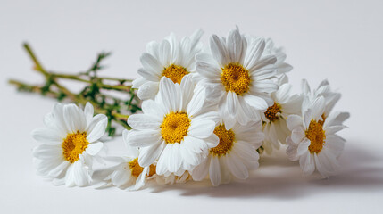 Obraz premium White daisies with yellow centers on white background