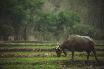 Obraz premium buffalo