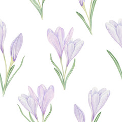 Blooming crocuses in pastel lilac colors watercolor seamless pattern on isolated background. Spring delicate blooms, stems, narrow leaves illustration. Floral ornate for printing, scrapbook paper. © Masha_tolk_art