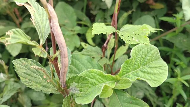 close up and macro photos of brown jumping caterpillars on bushes, metamorphosis, larvae