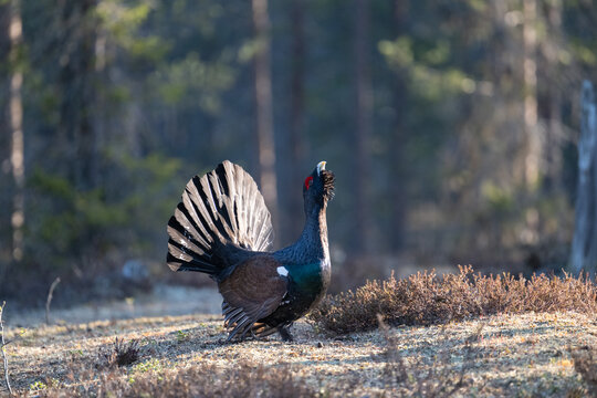 A male capercaillie displays its plumage and calls during its mating ritual in a forest clearing.