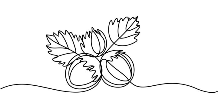 Hazelnuts with leaves drawn in continuous line in minimalism style, nut kernels, hazelnut fruits, in one line, one line art icon drawing vector