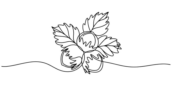 Hazelnuts with leaves drawn in continuous line in minimalism style, nut kernels, hazelnut fruits, in one line, one line art icon drawing vector
