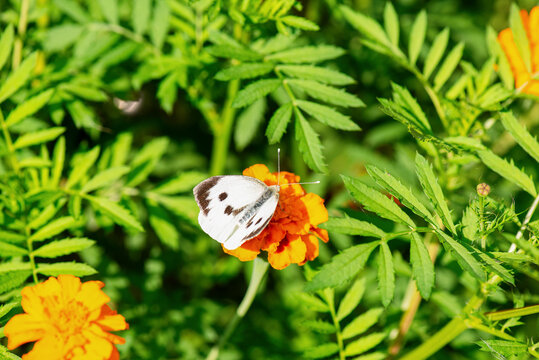 Butterfly on bright orange marigold, Pieris brassicae close up, garden pollination concept