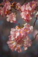 Naklejka premium pink flower