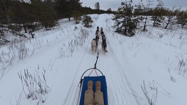 Open View Of Dog Sledding Adventure. Energetic Sled Ride Over Snowy Hills Among Sparse Pines