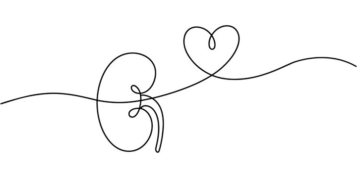 Single line drawing of human kidneys with heart symbol for health and love
