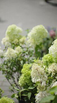 Lush green-white panicle hydrangea blossoms bathed in soft sunlight along a city sidewalk, with shallow depth of field accentuating delicate clustered petals and vibrant garden foliage
