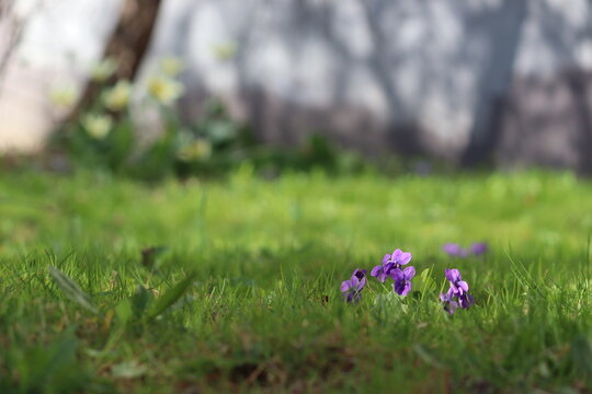 Flowers of Viola odorata or Wood violet in spring garden