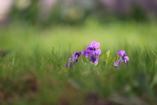 Flowers of Viola odorata or Wood violet in spring garden