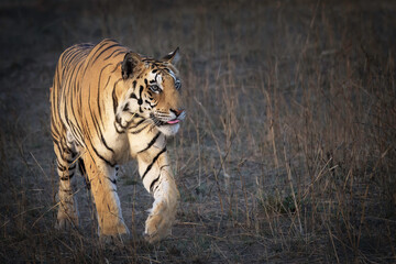 tiger in the wild © Anindya