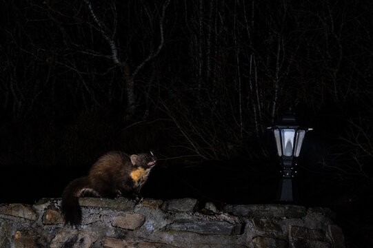 A pine marten is perched on a stone wall at night, illuminated by a nearby lamp, possibly searching for food or exploring its territory.