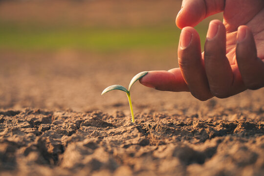 The hands that touch the seedlings growing from the ground symbolize abundance.