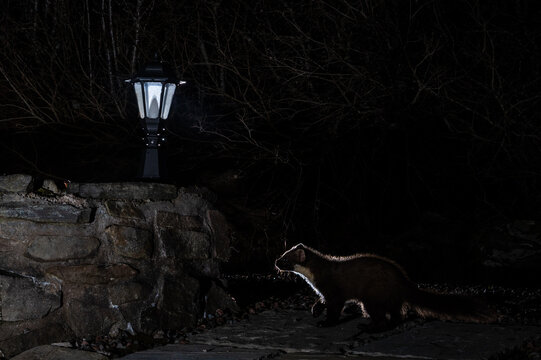 A pine marten is illuminated by a lamppost as it walks along a stone wall at night, likely searching for food.