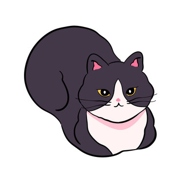 Hand-drawn Tuxedo Cat Loaf Illustration