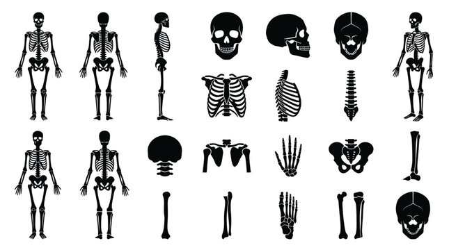 Medical Anatomy Human Skeleton System and Bone Body Parts Glyph Icons Set