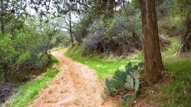 Footage of the scenic Sand Bench Trail, a moderately difficult loop trail in the south-central section of Zion National Park, Utah. The trail features deep sand paths, lush green vegetation, desert pl