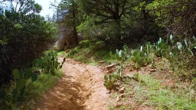 Footage of the scenic Sand Bench Horse Trail in Zion National Park, Utah, featuring a sandy path winding through desert vegetation, including prickly pear cactus, with lush green trees and red rock fo