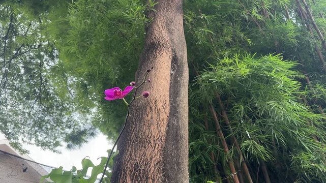 A pink orchid flower growing beside a tree trunk with lush bamboo plants in the background, captured in a garden setting.
