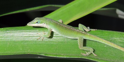 Fototapeta premium Green anole lizard resting on green leaves in Florida wild, closeup