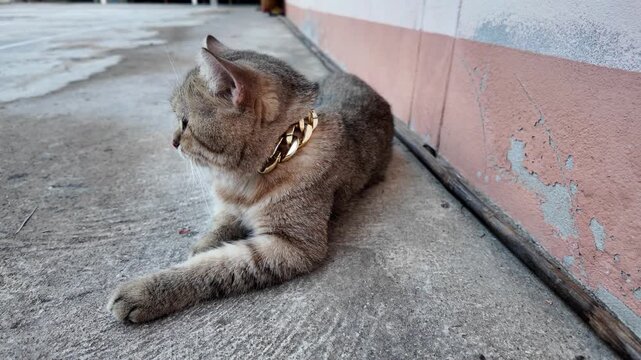 Stylish relaxed cat with gold collar lounges on concrete surface, showcasing its unique fur pattern and charming demeanor, perfect for pet and animal lovers.