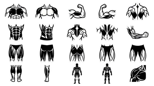 Fitness Bodybuilding Human Muscle Anatomy Icons Set - Black  White Glyphs Vector Art