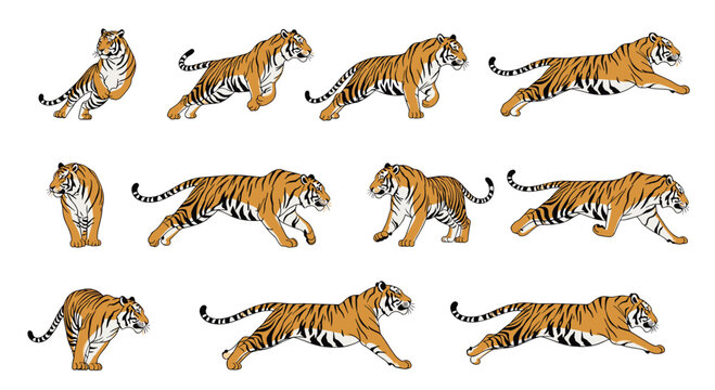 Detailed tiger running and jumping animation frames sequence featuring wild predatory cat in various dynamic poses.