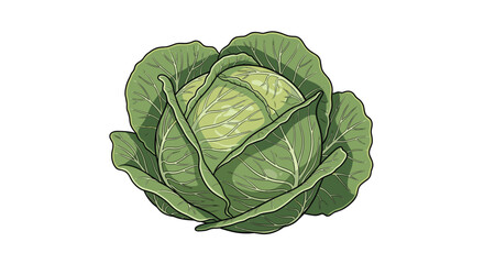 Fototapeta premium Detailed color illustration of a fresh green cabbage head with many layers of leaves on a plain white background.