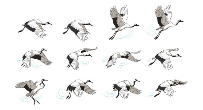 Graceful crane bird flight animation sequence frames showing wings flapping and different aerial poses on white.
