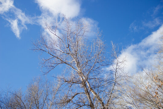 The silver poplar (lat. Populus alba), of the willow familly (Salicaceae). Samara region, Central Russia.