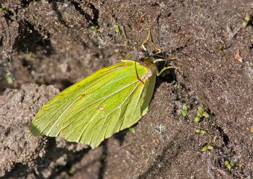 Bright yellow brimstone butterfly - Gonepteryx 