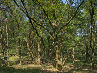 Fototapeta premium sunny spring forest in Hoge Kempen national park, Genk, Flanders, Belgium 