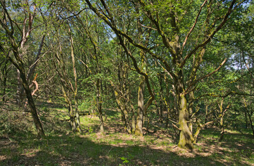 Fototapeta premium sunny spring forest in Hoge Kempen national park, Genk, Flanders, Belgium 