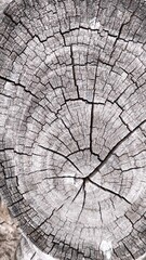 Fototapeta premium Old wood finish for vintage style