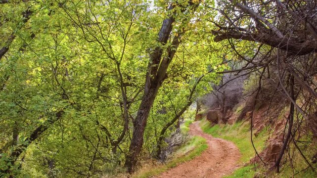 A winding dirt path through vibrant green trees and lush vegetation on the Sand Bench Horse Trail in Zion National Park. This scenic footage captures the serene, shaded sections of the trail, featurin