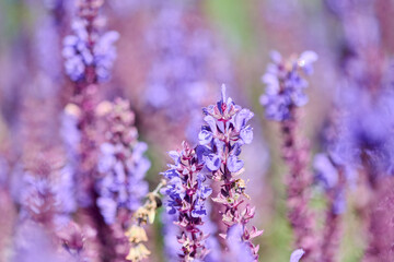 Obraz premium Close-up of purple salvia flowers in natural outdoor setting