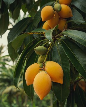 Canistel fruit (Pouteria campechiana) on the tree