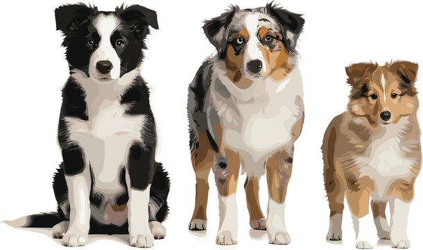 Border Collie Dog Vector Set with Sitting and Standing Poses, Adult and Puppy Breeds, Realistic Pet Illustrations for Web, Apps, Print, and Educational Designs