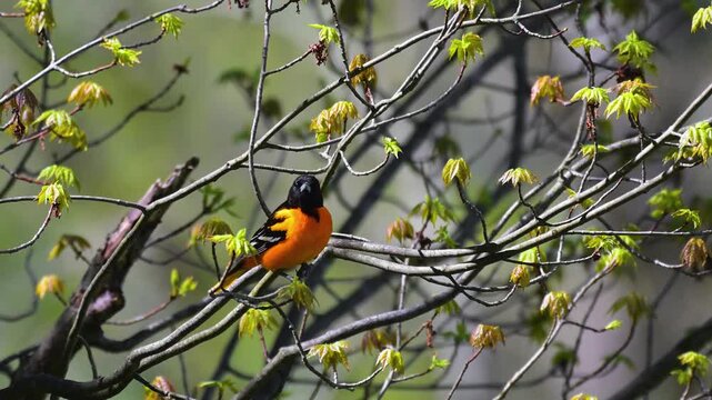 Male Baltimore Oriole in our Maple Tree here in Windsor, Upstate NY.  April brings the growth of leaves and the return of Migrating Birds, like this Oriole.
