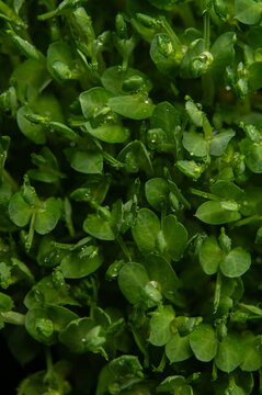 Top View of Fresh Pea Microgreens Texture with Dew Drops