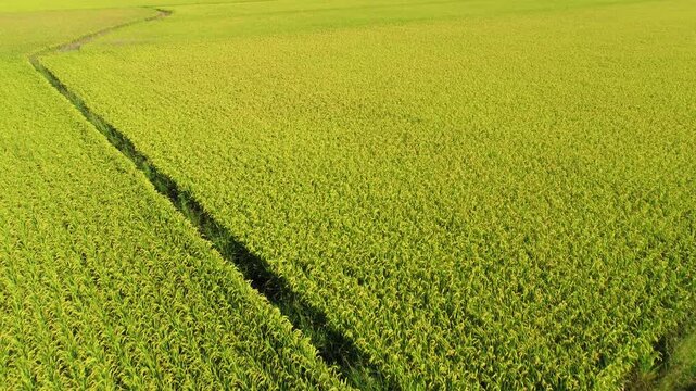 Aerial View of Paddy Field from Dongshan Township, Yilan, Taiwan.