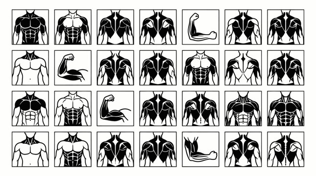 Fitness  Bodybuilding Anatomy Icons Set: Black and White Line Art Human Torso  Arm Muscles