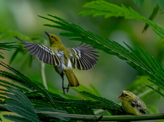Wild Juvenile Bird Preparing to Fly (Close Up Nature Scene)