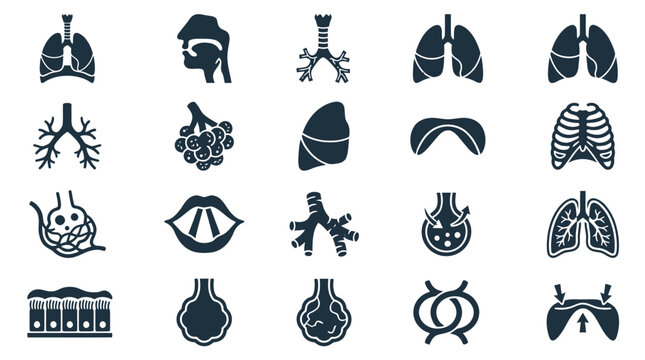 Human Respiratory System Anatomy Glyph Icons - Lungs, Bronchi, Alveoli, Diaphragm