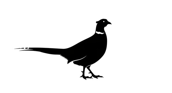 Silhouette of a pheasant bird on a white background.