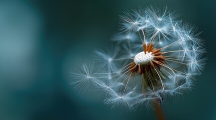 Fototapeta premium Close up of a dandelion flower head